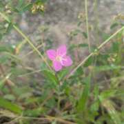 ヒメ日記 2025/09/11 09:27 投稿 ゆう 北九州人妻倶楽部（三十路、四十路、五十路）