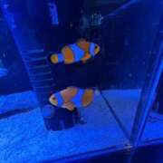 ヒメ日記 2025/10/20 12:03 投稿 柏木 ゆり 30代40代50代と遊ぶなら博多人妻専科24時