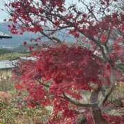 ヒメ日記 2025/12/15 12:03 投稿 柏木 ゆり 30代40代50代と遊ぶなら博多人妻専科24時