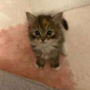 ヒメ日記 2025/10/09 19:49 投稿 しずか 完熟ばなな札幌・すすきの