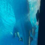 ヒメ日記 2025/07/19 21:47 投稿 ユウリ 煌-kirameki-