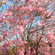 ヒメ日記 2026/04/15 08:55 投稿 ユウリ 煌-kirameki-