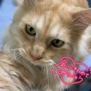 ヒメ日記 2025/10/20 22:12 投稿 せな 栃木小山ちゃんこ