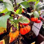 ヒメ日記 2025/11/05 16:20 投稿 せな 栃木小山ちゃんこ