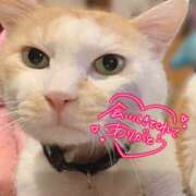 ヒメ日記 2025/11/10 23:06 投稿 せな 栃木小山ちゃんこ