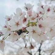 ヒメ日記 2026/03/21 15:24 投稿 せな 栃木小山ちゃんこ