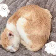 ヒメ日記 2026/05/06 19:13 投稿 せな 栃木小山ちゃんこ