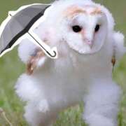 ヒメ日記 2025/07/15 00:29 投稿 玲那(れいな) チューリップ宇都宮店