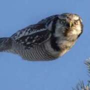 ヒメ日記 2025/09/17 17:29 投稿 玲那(れいな) チューリップ宇都宮店