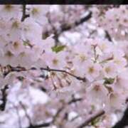 ヒメ日記 2026/04/08 18:10 投稿 らん 性腺熟女100％本店（デリヘル市場）