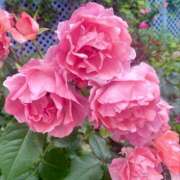 ヒメ日記 2025/06/13 20:33 投稿 まな Vitamin〜ビタミン〜