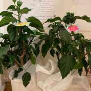 ヒメ日記 2025/08/16 13:45 投稿 のぞみ 熟女の風俗最終章　越谷店