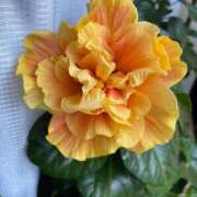 ヒメ日記 2025/08/24 11:09 投稿 のぞみ 熟女の風俗最終章　越谷店