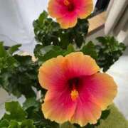 ヒメ日記 2025/10/02 22:52 投稿 のぞみ 熟女の風俗最終章　越谷店