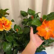 ヒメ日記 2025/10/11 22:02 投稿 のぞみ 熟女の風俗最終章　越谷店