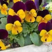 のぞみ お休みに変更 熟女の風俗最終章　越谷店