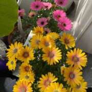 ヒメ日記 2026/03/18 11:30 投稿 のぞみ 熟女の風俗最終章　越谷店