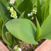 ヒメ日記 2026/04/26 13:10 投稿 のぞみ 熟女の風俗最終章　越谷店
