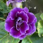 ヒメ日記 2025/09/28 01:02 投稿 のぞみ 熟女の風俗最終章 西川口店