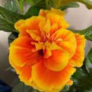 ヒメ日記 2025/10/12 22:14 投稿 のぞみ 熟女の風俗最終章 西川口店