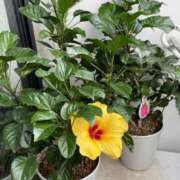 ヒメ日記 2025/10/21 12:22 投稿 のぞみ 熟女の風俗最終章 西川口店