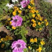 ヒメ日記 2025/12/09 12:14 投稿 のぞみ 熟女の風俗最終章 西川口店