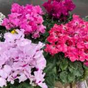 ヒメ日記 2025/12/12 11:02 投稿 のぞみ 熟女の風俗最終章 西川口店