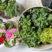 ヒメ日記 2026/04/02 14:44 投稿 のぞみ 熟女の風俗最終章 西川口店