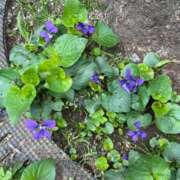 ヒメ日記 2026/04/05 14:40 投稿 のぞみ 熟女の風俗最終章 西川口店