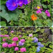 ヒメ日記 2025/06/14 08:25 投稿 三浦みなも 五十路マダム 沼津店(カサブランカグループ)