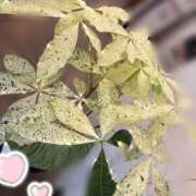 ヒメ日記 2025/09/20 17:16 投稿 早乙女えりな 五十路マダム静岡店（カサブランカG）