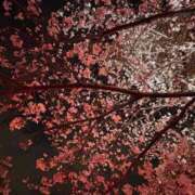 ヒメ日記 2026/04/03 20:03 投稿 梨桜菜【リオナ】 輝女