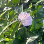 ヒメ日記 2025/05/28 18:28 投稿 結愛/ゆあ 贅沢なひと時