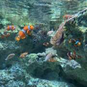 ヒメ日記 2025/08/27 18:00 投稿 りお 花嫁気分相馬・南相馬店