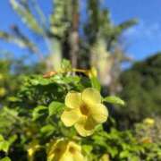 ヒメ日記 2025/06/23 10:40 投稿 らん 性腺熟女100％鶯谷（デリヘル市場）