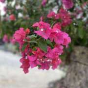 ヒメ日記 2025/08/06 12:00 投稿 らん 性腺熟女100％鶯谷（デリヘル市場）