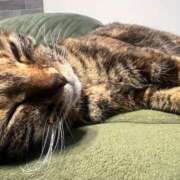 あげは んーーーー😾😾😾😾 チューリップ熊本店