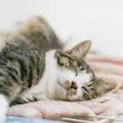 ヒメ日記 2025/07/09 01:06 投稿 りの 東京巨乳デリヘル おっぱいマート