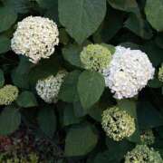 ヒメ日記 2025/05/28 10:55 投稿 さつき 完熟ばなな新宿