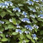 ヒメ日記 2025/05/28 19:06 投稿 さつき 完熟ばなな新宿