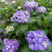 ヒメ日記 2025/06/04 16:39 投稿 さつき 完熟ばなな新宿