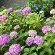 ヒメ日記 2025/06/06 16:46 投稿 さつき 完熟ばなな新宿