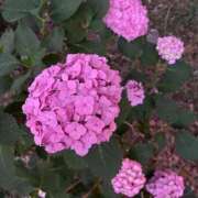 ヒメ日記 2025/06/13 18:25 投稿 さつき 完熟ばなな新宿