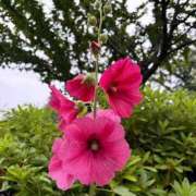 ヒメ日記 2025/06/25 16:45 投稿 さつき 完熟ばなな新宿