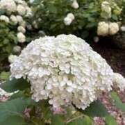 ヒメ日記 2025/06/27 17:35 投稿 さつき 完熟ばなな新宿