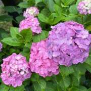 ヒメ日記 2025/07/02 16:25 投稿 さつき 完熟ばなな新宿