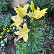 ヒメ日記 2025/07/08 17:06 投稿 さつき 完熟ばなな新宿