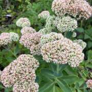 ヒメ日記 2025/07/22 18:05 投稿 さつき 完熟ばなな新宿