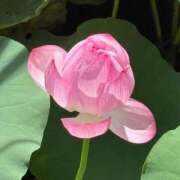 ヒメ日記 2025/07/31 17:25 投稿 さつき 完熟ばなな新宿