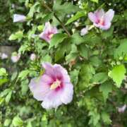 ヒメ日記 2025/08/07 17:35 投稿 さつき 完熟ばなな新宿